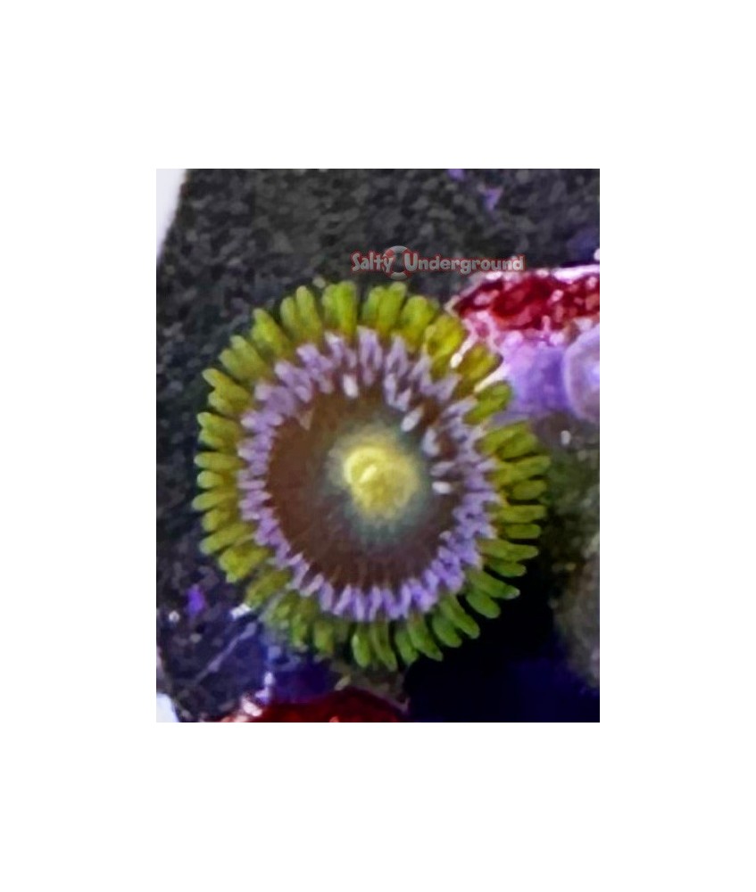 Purple Monster Zoanthid coral clseup