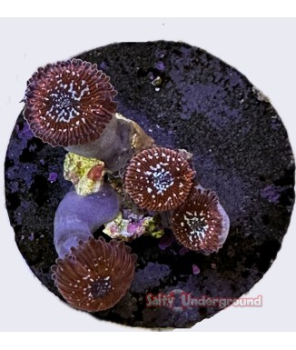 Salty Underground: Mocha Latte Zoanthid coral