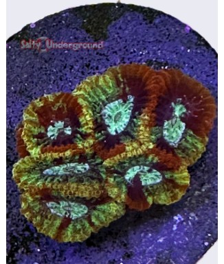Salty Underground: Painted Party Favia Coral