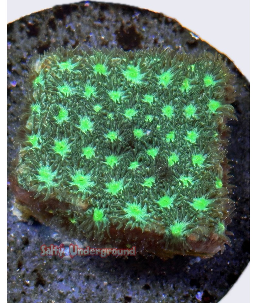 Salty Underground: Neon Daisy Leptastrea coral