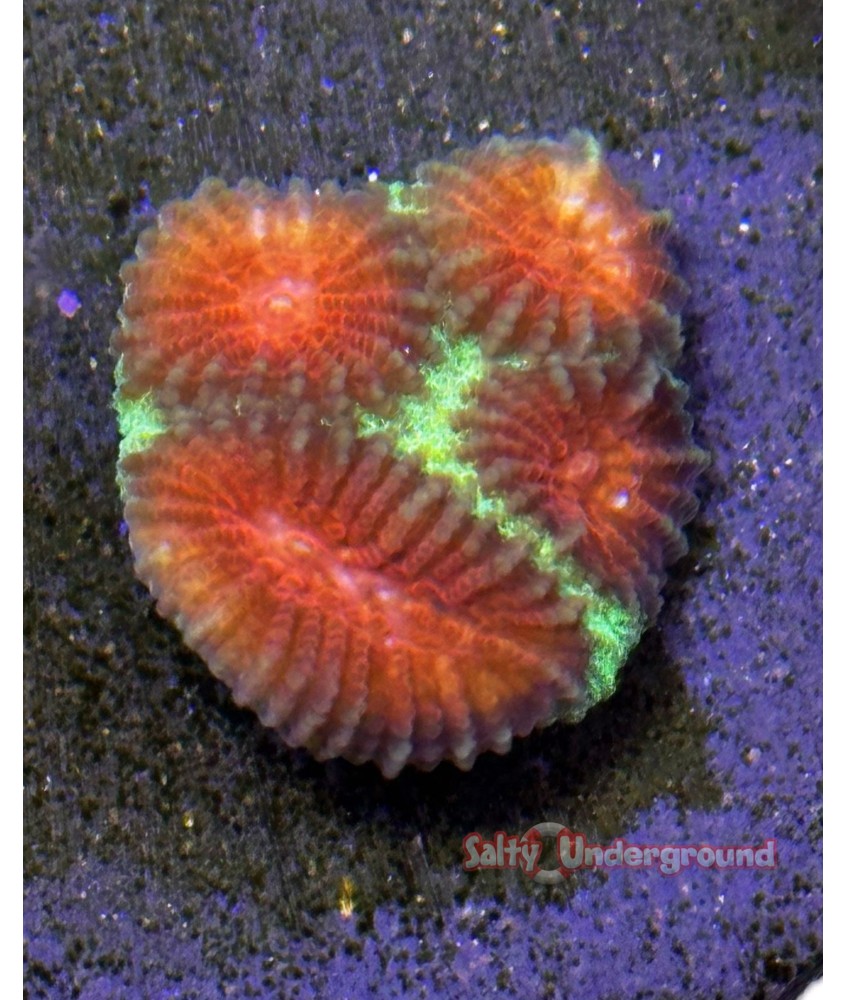 Salty Underground: Watermelon Favia Coral