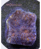 Patriotic Mycedium Chalice