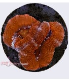 Salty Underground: Berry Blast Acan