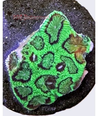Salty Underground: Red Green Favites coral