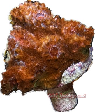 Salty Underground: Orange Blast Mycedium Chalice coral