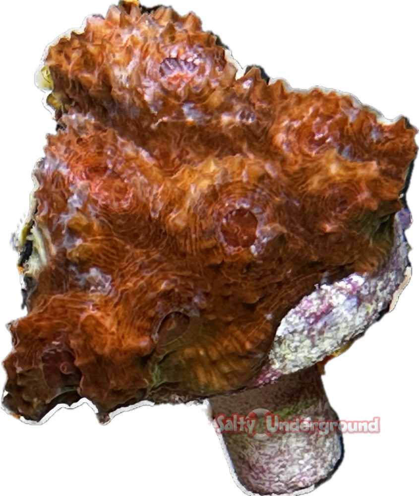 Salty Underground: Orange Blast Mycedium Chalice coral