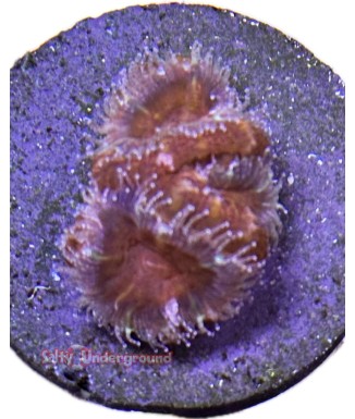 Salty Underground: Red Acan