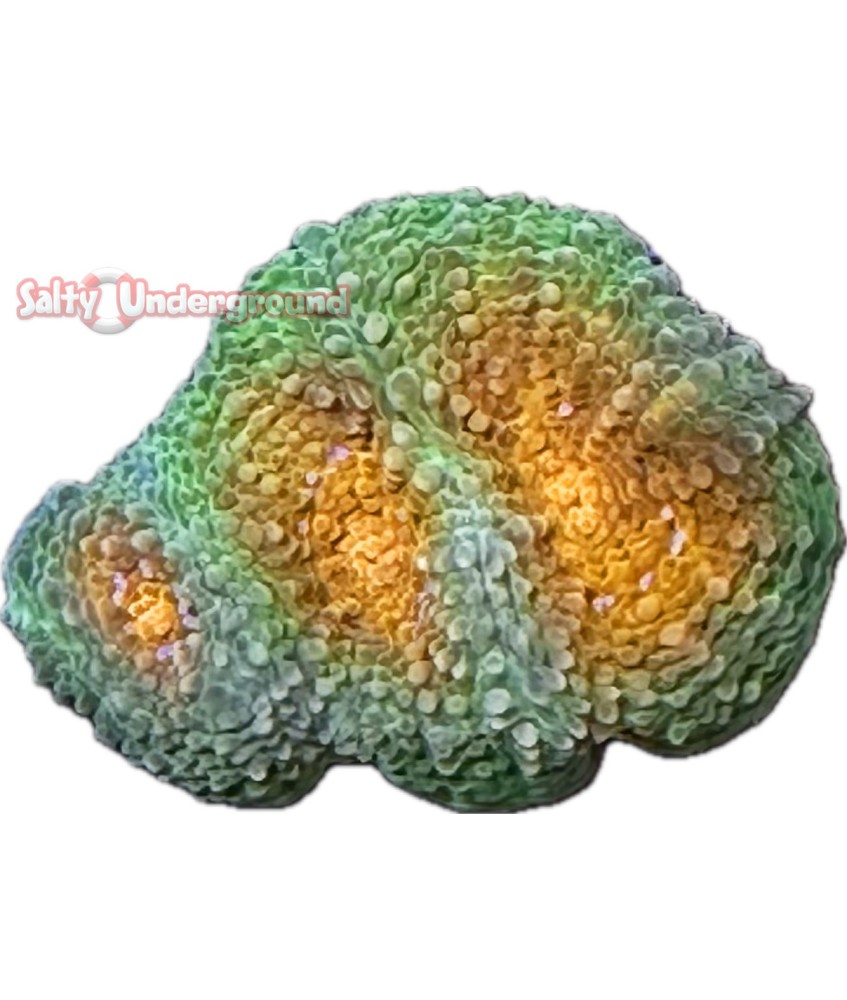 Salty Underground: Sour Orange Acanthastrea echinata coral