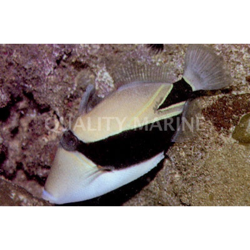 Humu Rectangle Triggerfish (Rhinecanthus rectangulus)