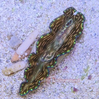 Salty Underground:  small Electric Storm Derasa Clam