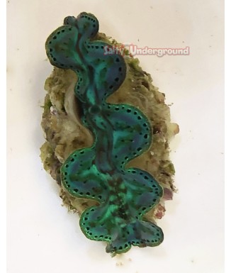 Emerald Beauty Maxima Clam