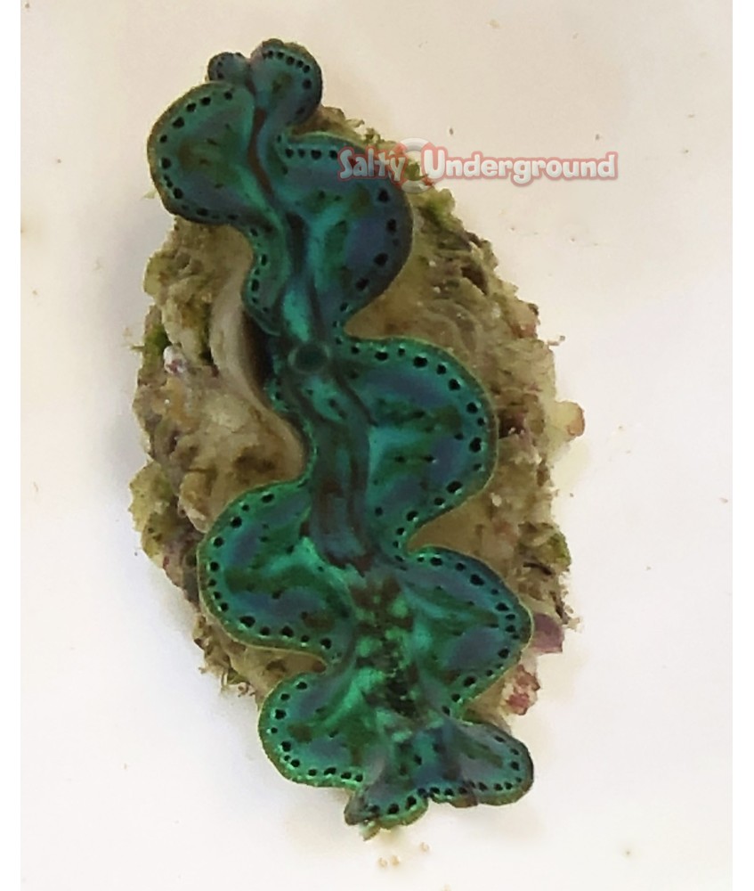 Emerald Beauty Maxima Clam