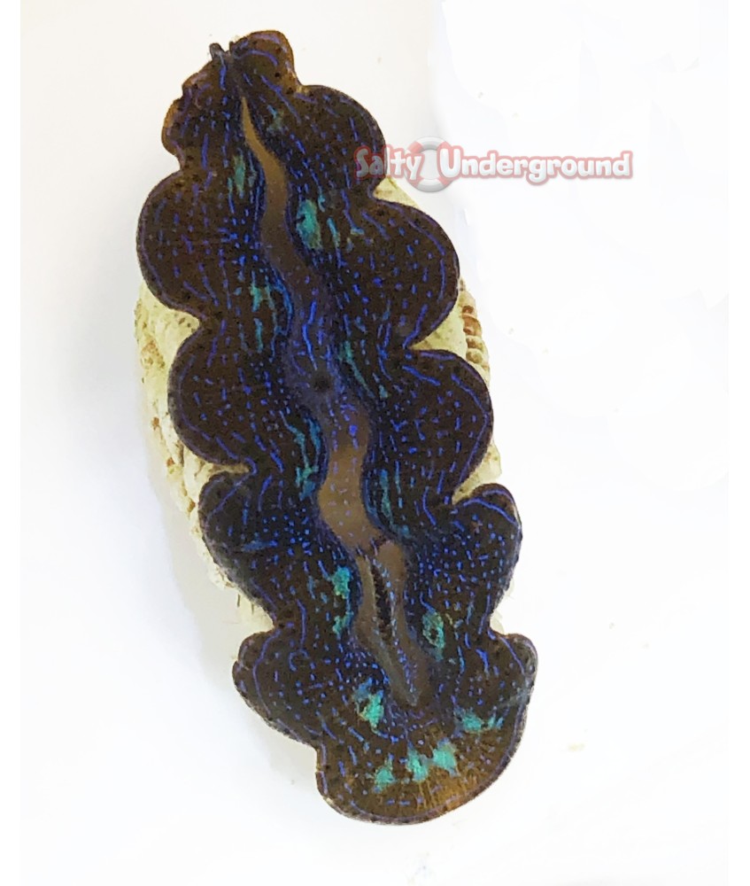 Salty Underground: Kaleidascope Maxima Clam