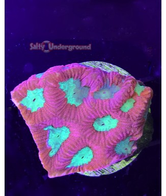 Salty Underground: Green Eye Favia Coral