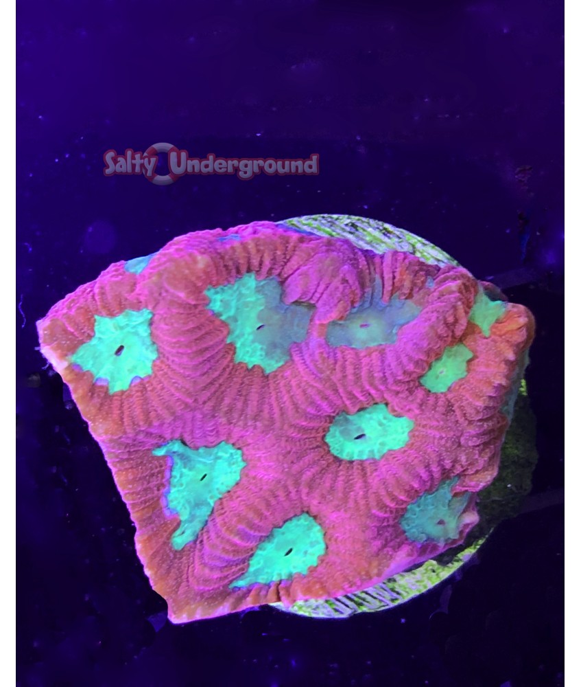 Salty Underground: Green Eye Favia Coral