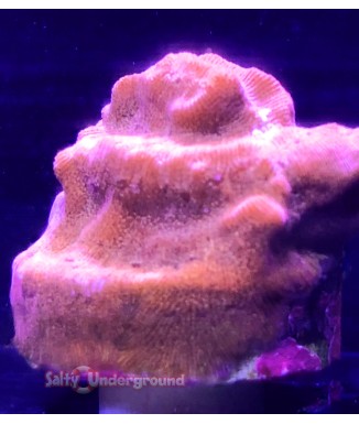 Salty Underground: BBQ Chip Leptoseris