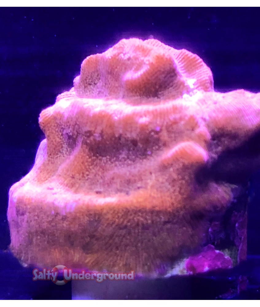 Salty Underground: BBQ Chip Leptoseris