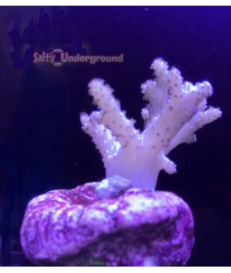 Salty Underground: Sinularia Finger Leather Coral-pink