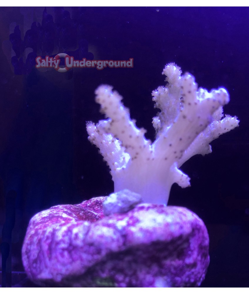 Salty Underground: Sinularia Finger Leather Coral-pink