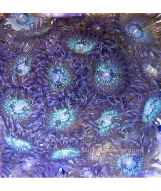 Salty Underground: Green Speckled Palythoa