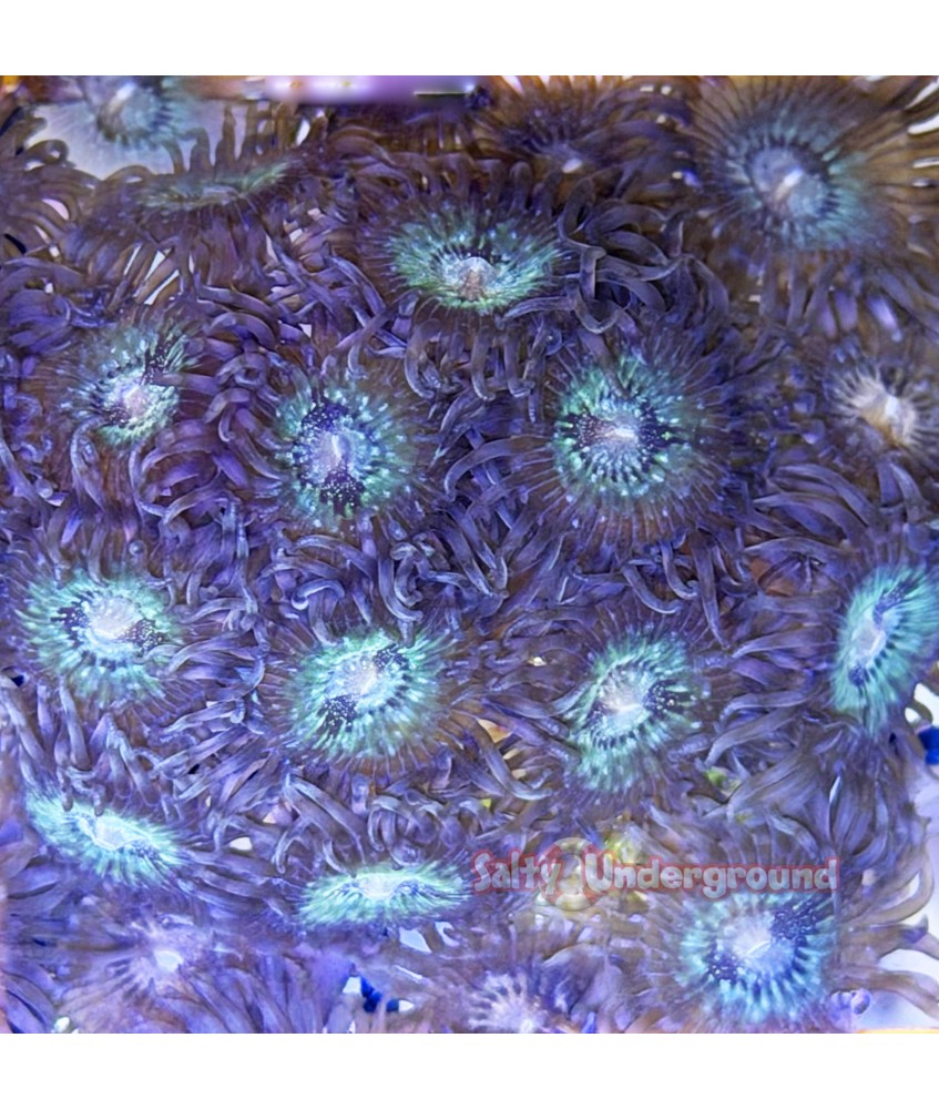 Salty Underground: Green Speckled Palythoa