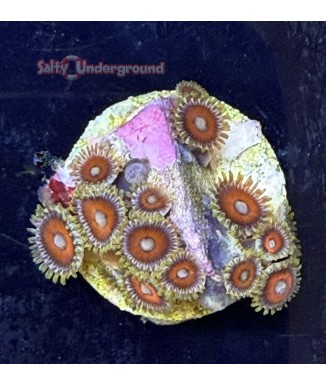 Salty Underground: Eagle Eye Zoanthid