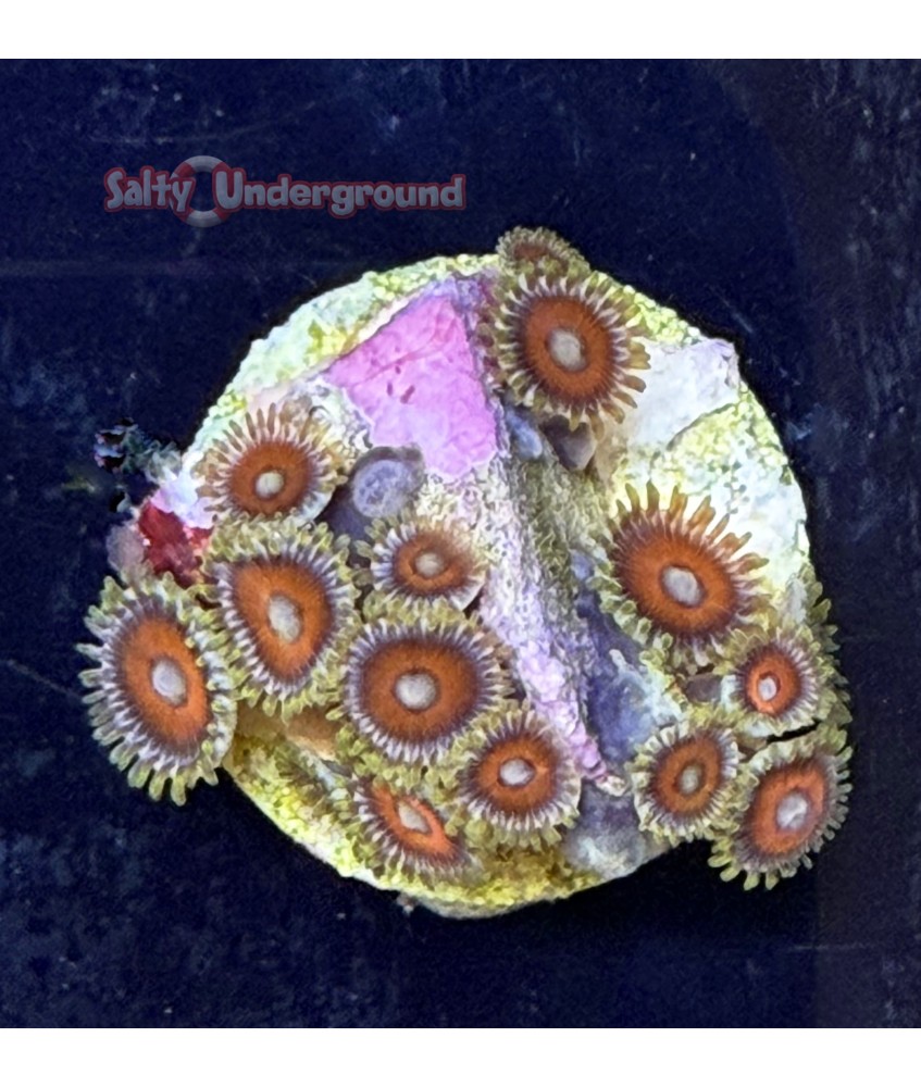 Salty Underground: Eagle Eye Zoanthid