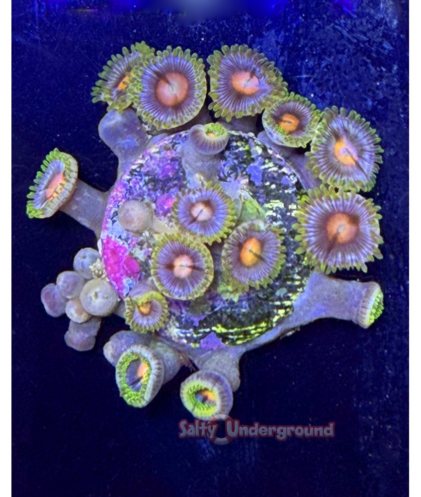 Salty Underground: Orange Eye Zoanthid coral