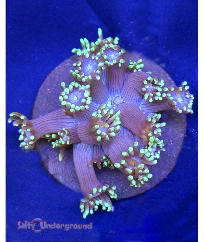 Salty Underground: Chocolate Mint Flower Pot Coral (Goniopora)
