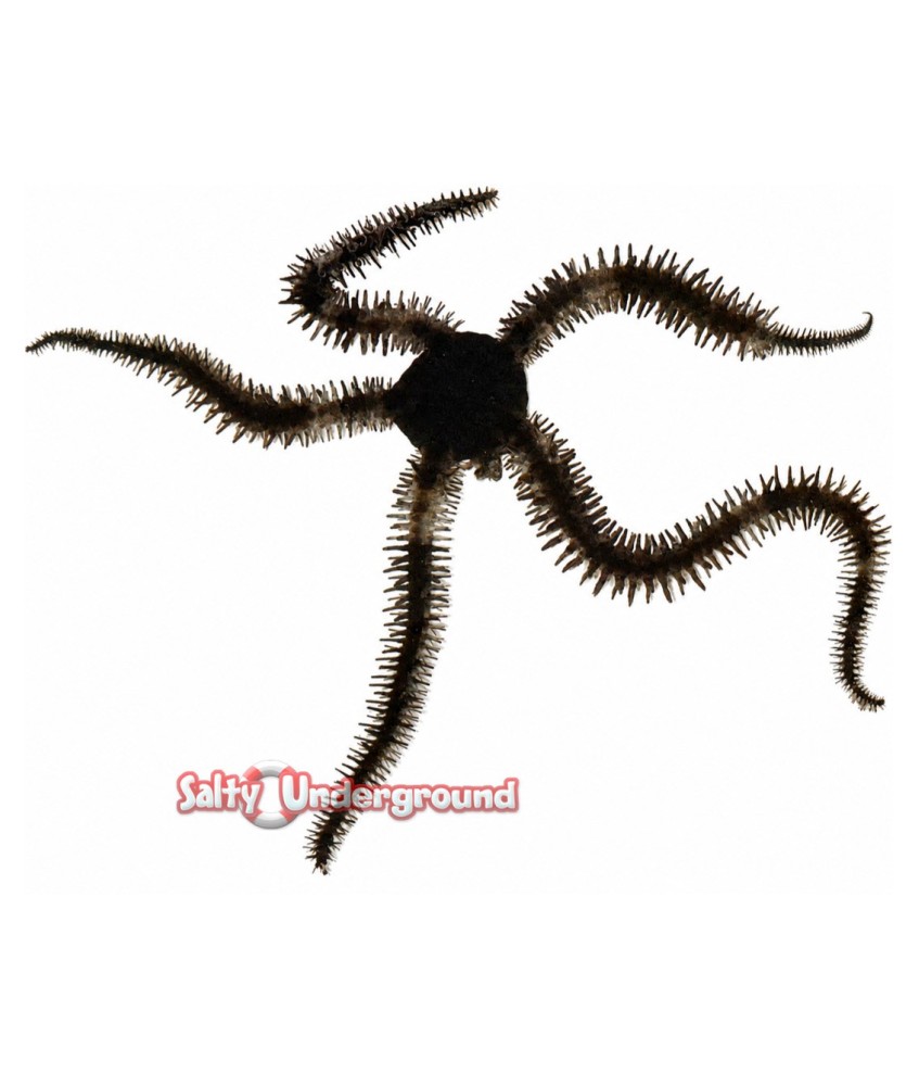 Salty Underground: Black Brittle Starfish (Ophiocoma sp.)