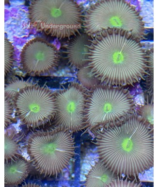 Salty Underground: Nuclear Green Palythoa 4+ polyps