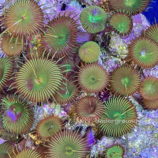 Salty Underground: Nuclear Green Palythoa 4+ polyps