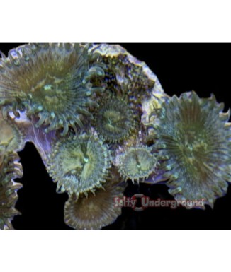 Salty Underground: Forest Green Palythoa coral