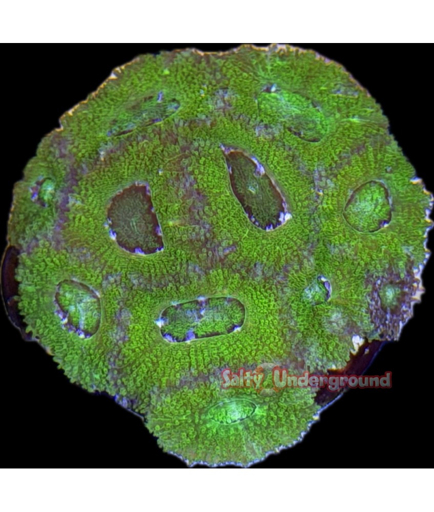 Salty Underground: Green Favites coral