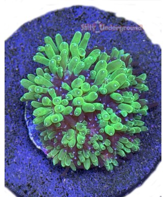 Salty Underground: Galaxia Coral