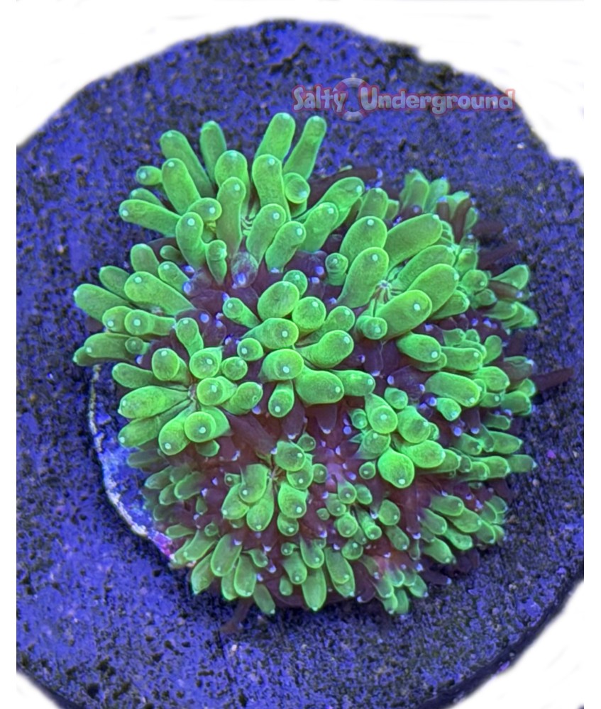 Salty Underground: Galaxia Coral