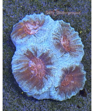Salty Underground: Red Eye Favia Coral