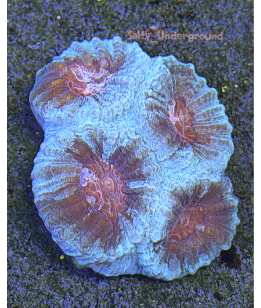 Salty Underground: Red Eye Favia Coral