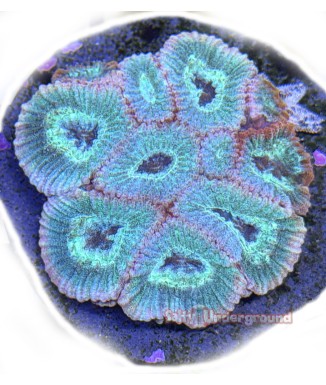 Salty Underground: Teal Favites coral