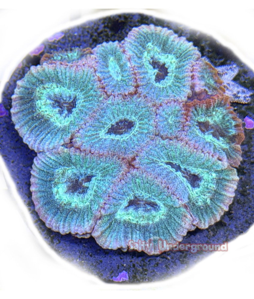 Salty Underground: Teal Favites coral