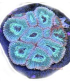 Salty Underground: Teal Favites coral