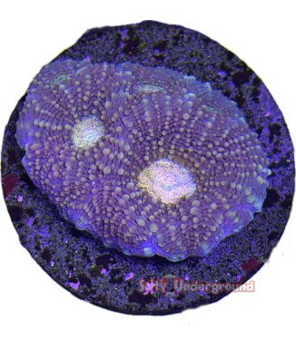 Salty Underground: Peach Eye Favia Coral