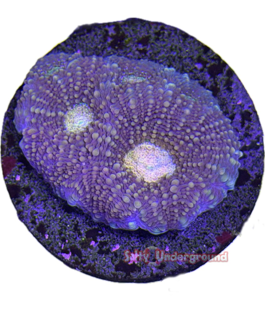 Salty Underground: Peach Eye Favia Coral