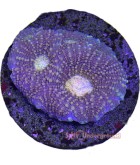 Salty Underground: Peach Eye Favia Coral