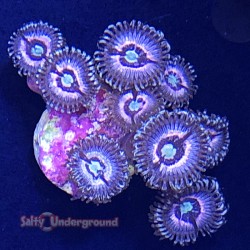 Salty Underground: Pink Zipper Zoanthid coral 2-4 polyps
