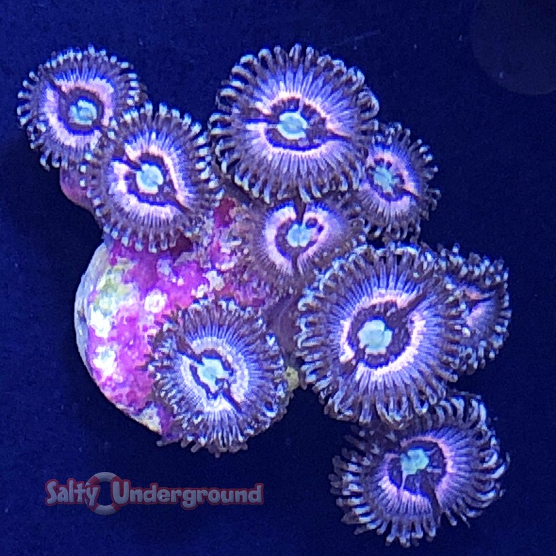 Salty Underground: Pink Zipper Zoanthid coral 2-4 polyps