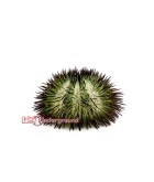 Salty Underground: Green Stripe Purple Tip Urchin (Echinometra sp.)