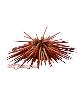 Salty Underground: Pink Reef Urchin (Echinometra sp.)