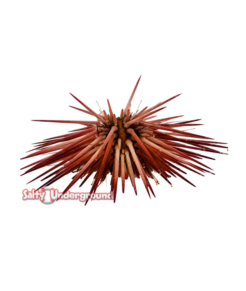 Salty Underground: Pink Reef Urchin (Echinometra sp.)