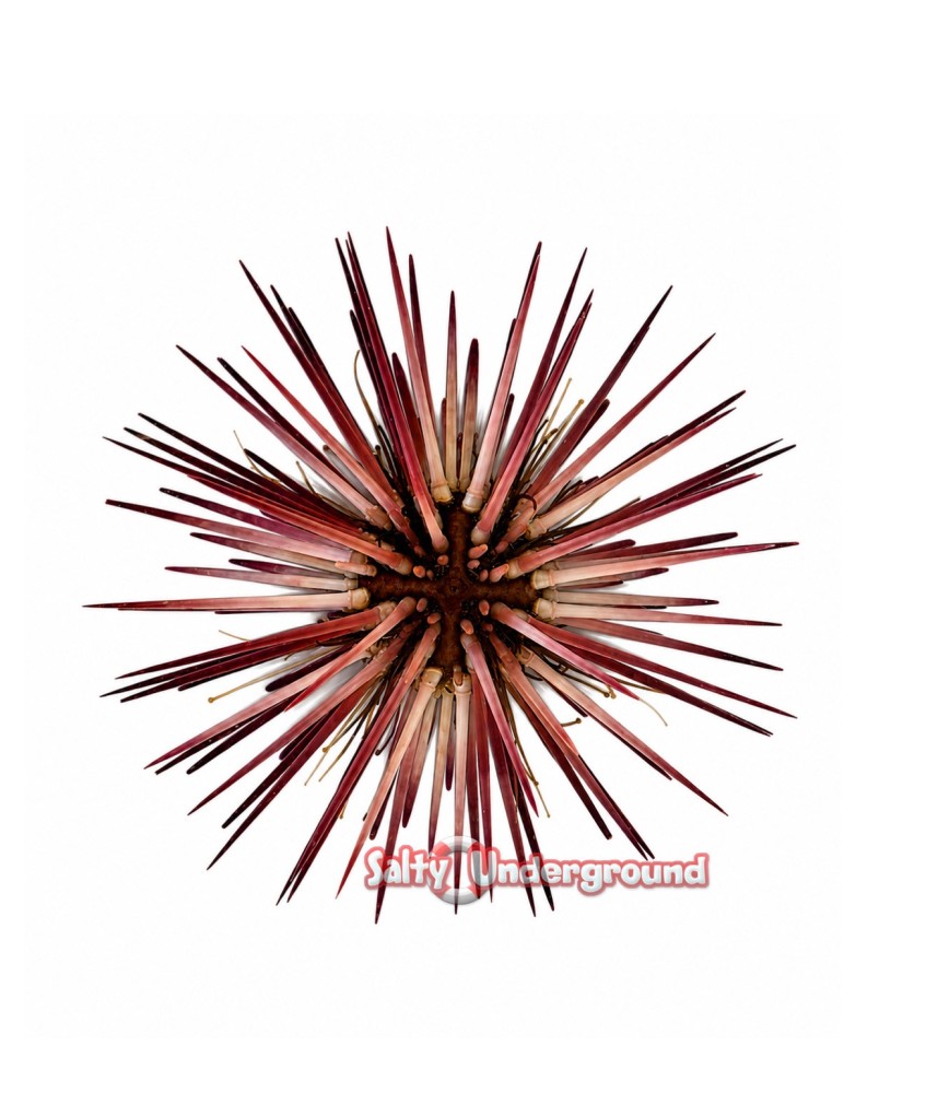 Pink Reef Urchin (Echinometra sp.)